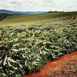café connaisseur de Colombie